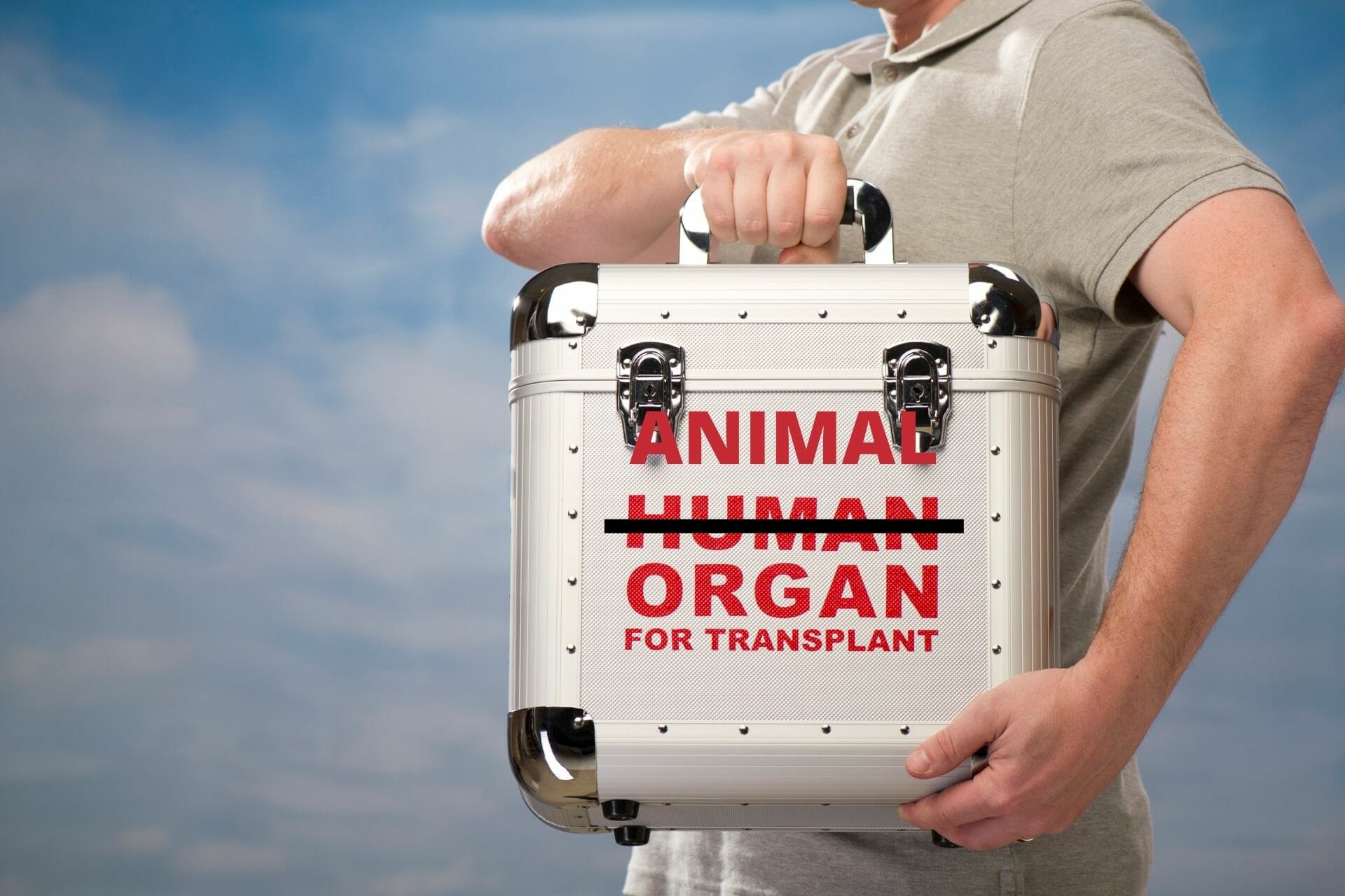 animal organ
