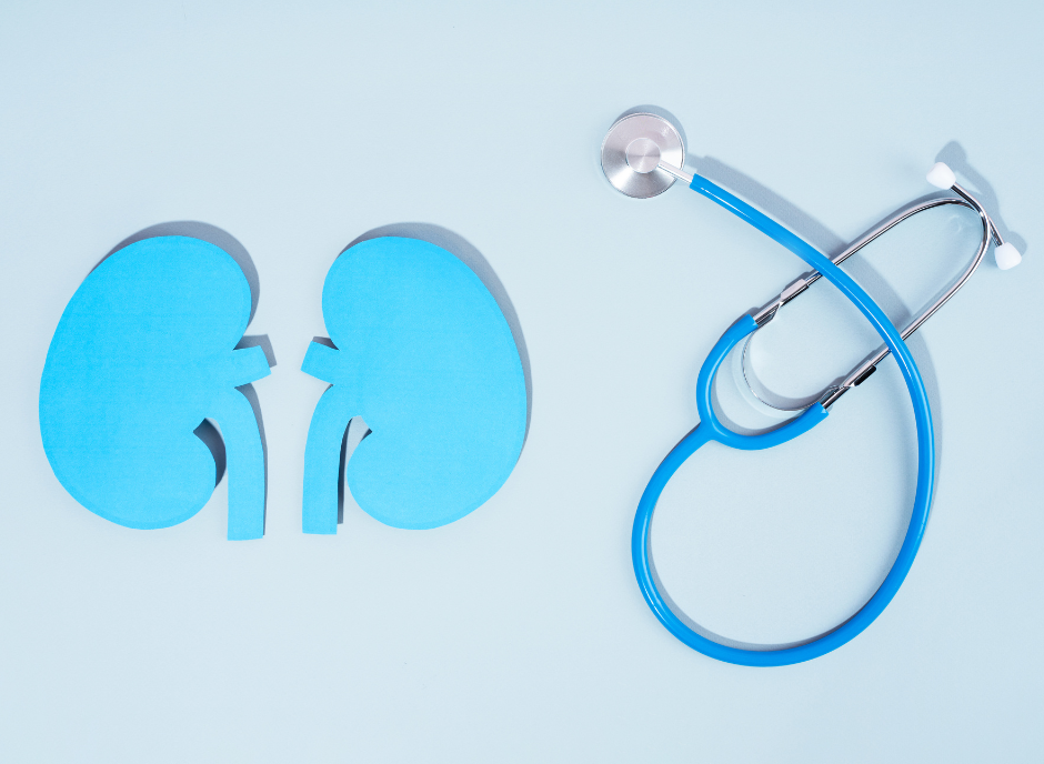 Kidneys and a stethoscope on a blue background.